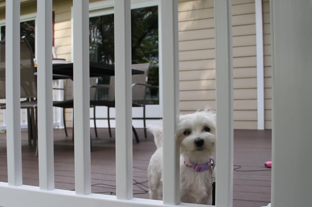 dog in a railing
