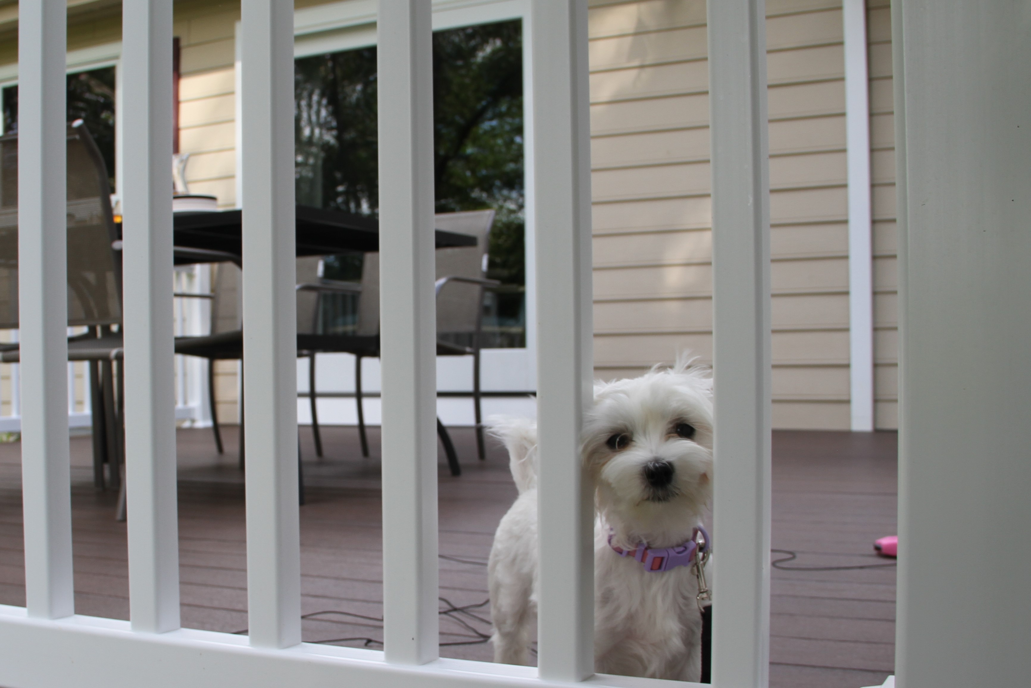 3 Considerations When Choosing a Fence for Your Dog